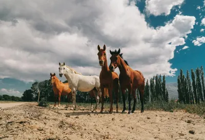 Argentine Estancia Adventure