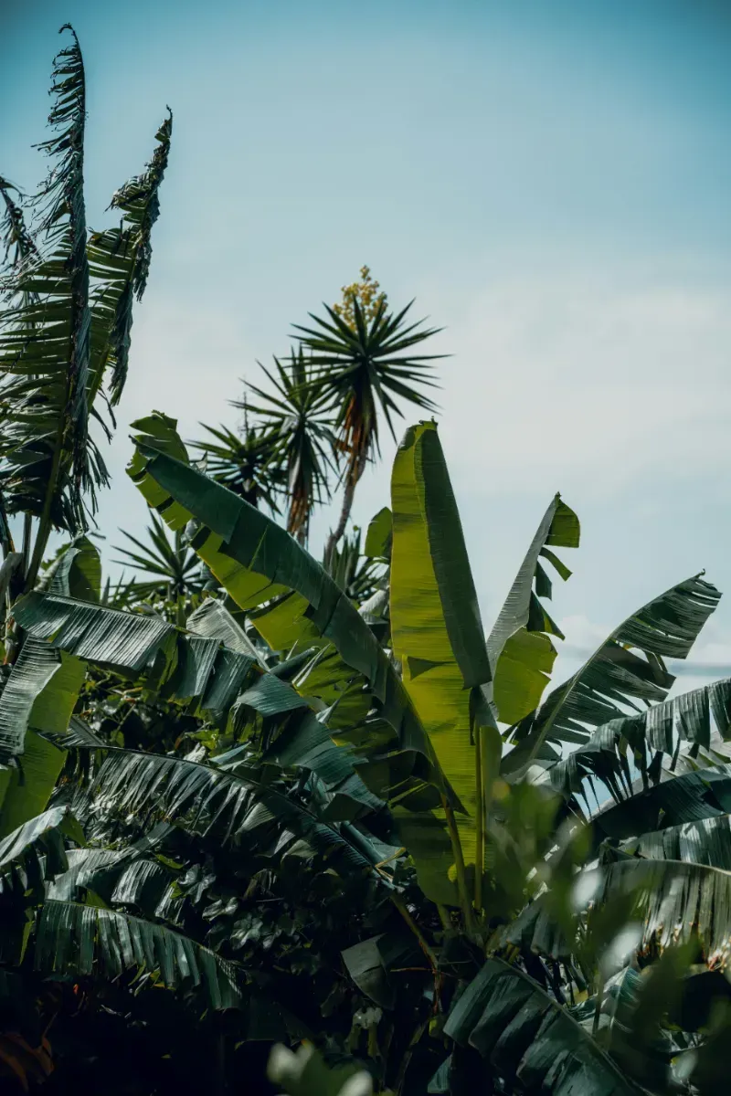 Exotic Costa Rica Explorer