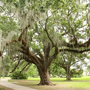 City Park