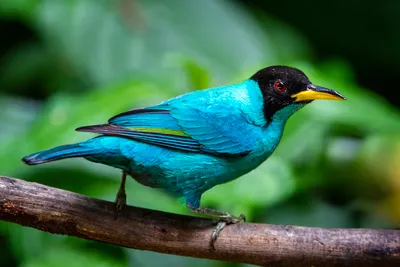 Costa Rica Coast to Coast Private Journey