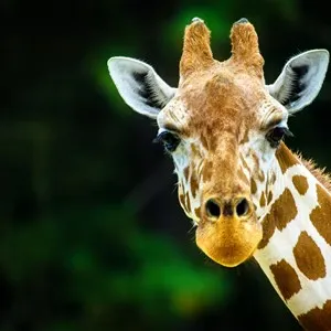 Belfast Zoo