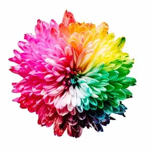 colourful flower