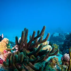 These soft corals and gorgonians provided swayed with the waves like leaves in the wind.