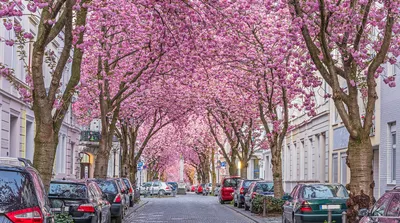 Bonn