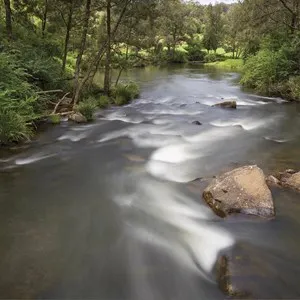 Nymboi-Binderay National Park