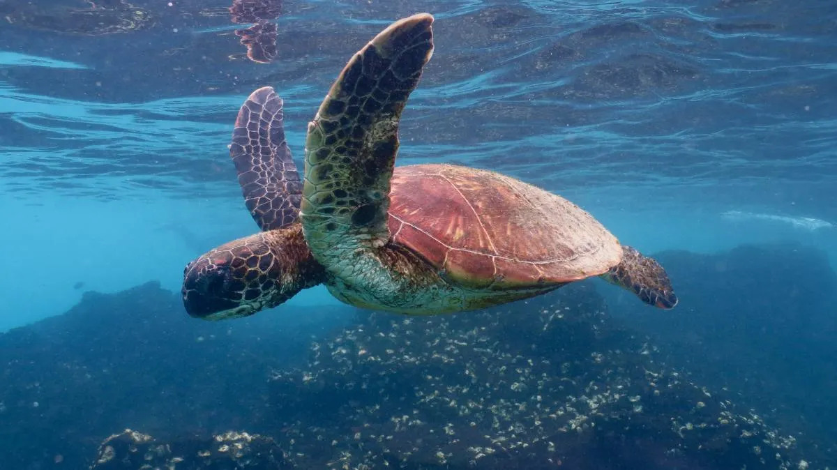 Galapagos Northern Route Six Days Aboard MC EcoGalaxy 