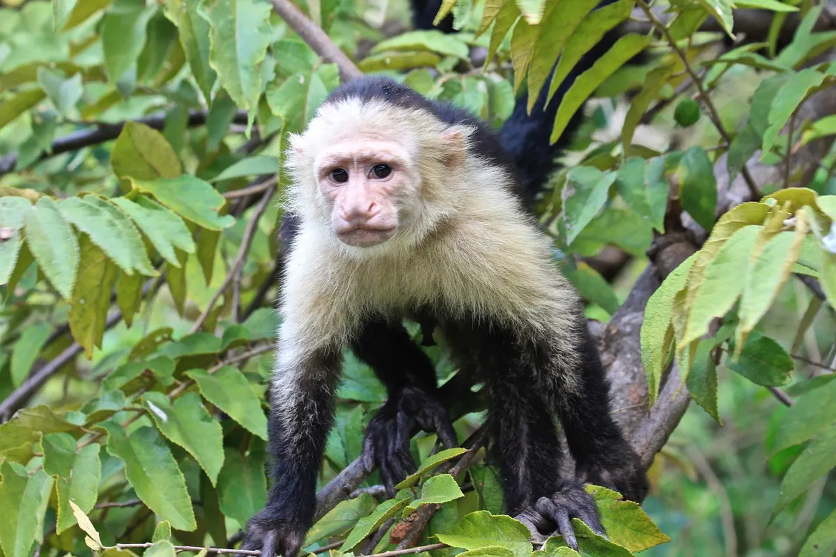 Costa Rica and Galapagos Islands Family Journey