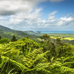 Daintree Rainforest