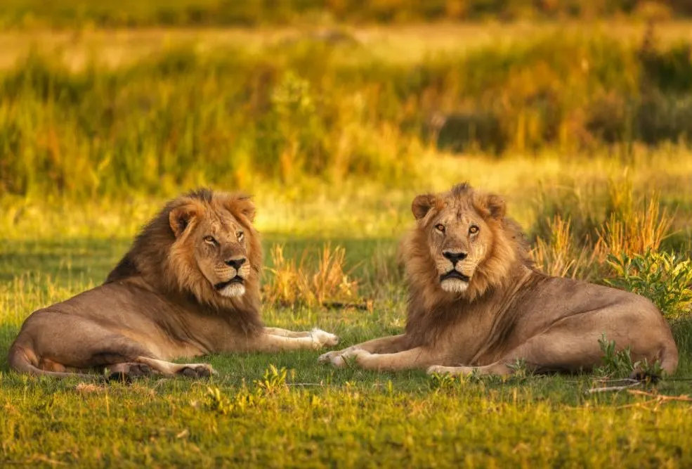 Moremi Game Reserve