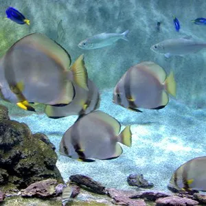 Acuario de Gijon