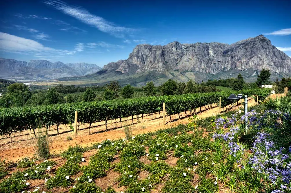 Cape Town and Winelands Escapade