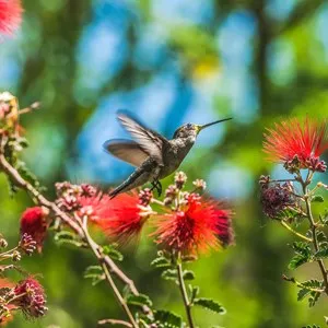 Hummingbird flying, Botanical Garden in Tucson, Arizona