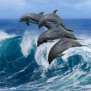 Cabo Dolphins