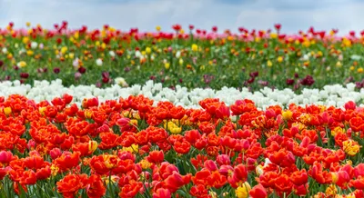 Tulip Time in the Netherlands