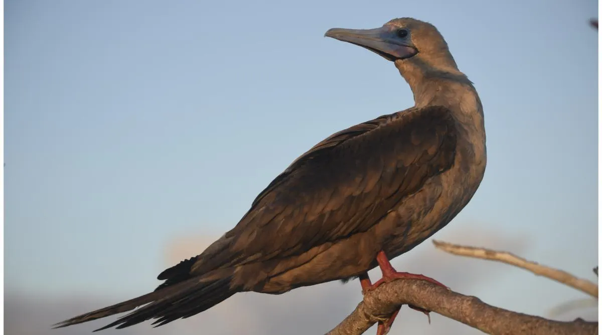 Galapagos Northern Route Six Days Aboard MC EcoGalaxy 