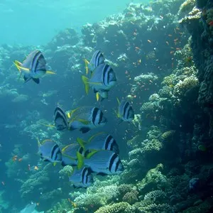 Lighthouse Reef