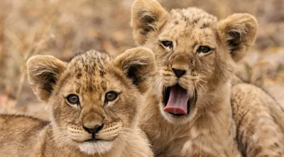 Jewels of Kenya