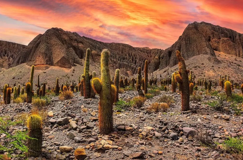 Argentina and Andean Frontiers Discovery