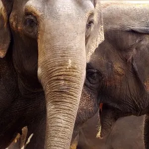 Phnom Tamao Zoological Park and Wildlife Rescue Center (PTWRC)