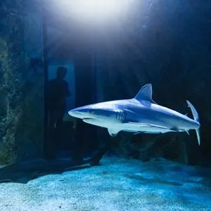 SEA LIFE Sydney Aquarium