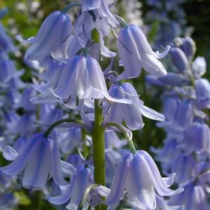 Jenkinstown Wood & Walled Garden Walk