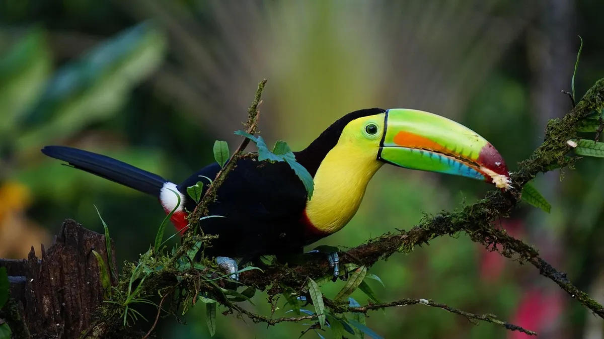 Costa Rica Romantic Escapade