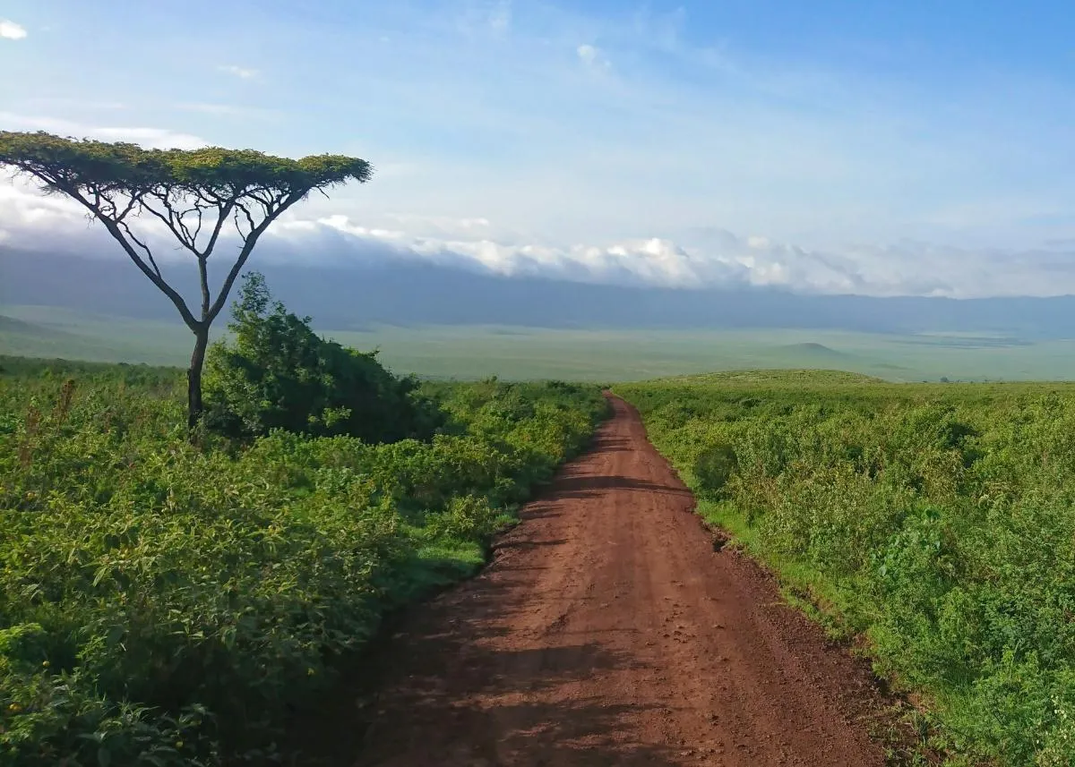 Grand African Safari from Cape Town to Serengeti 