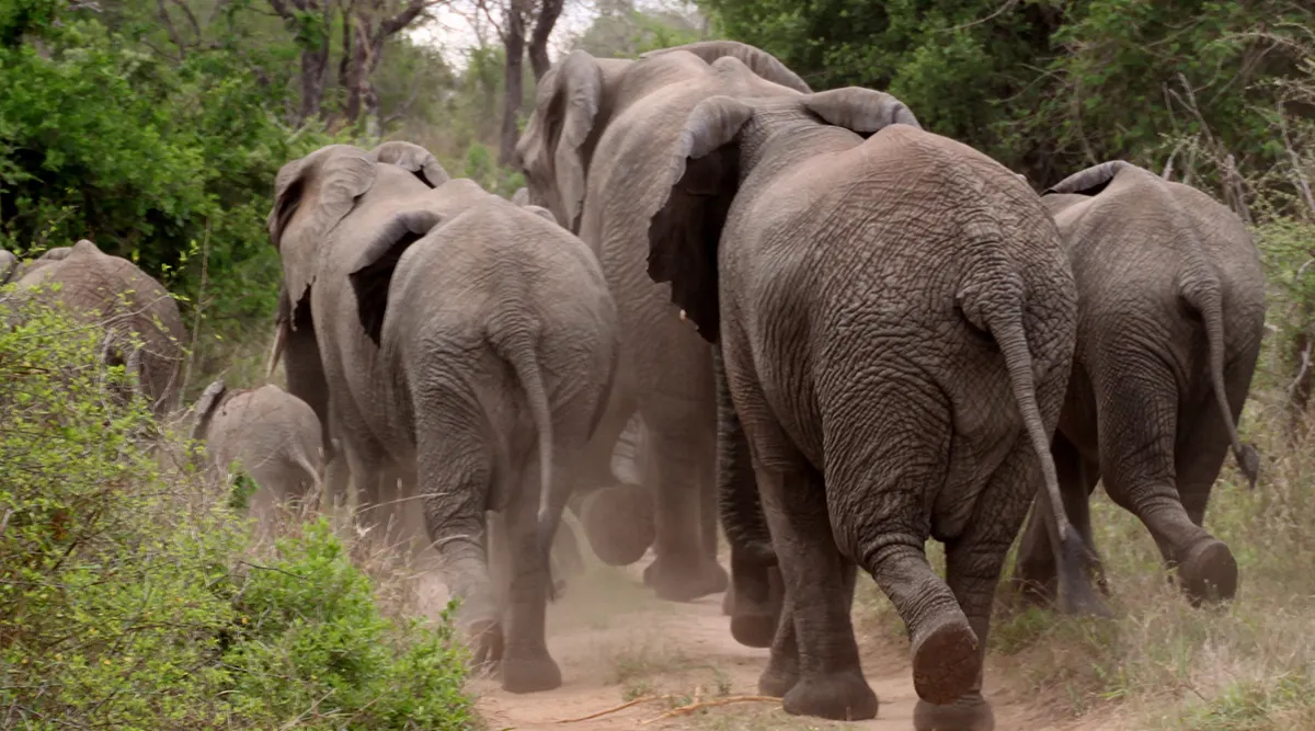 Kruger National Park Fly In Safari 