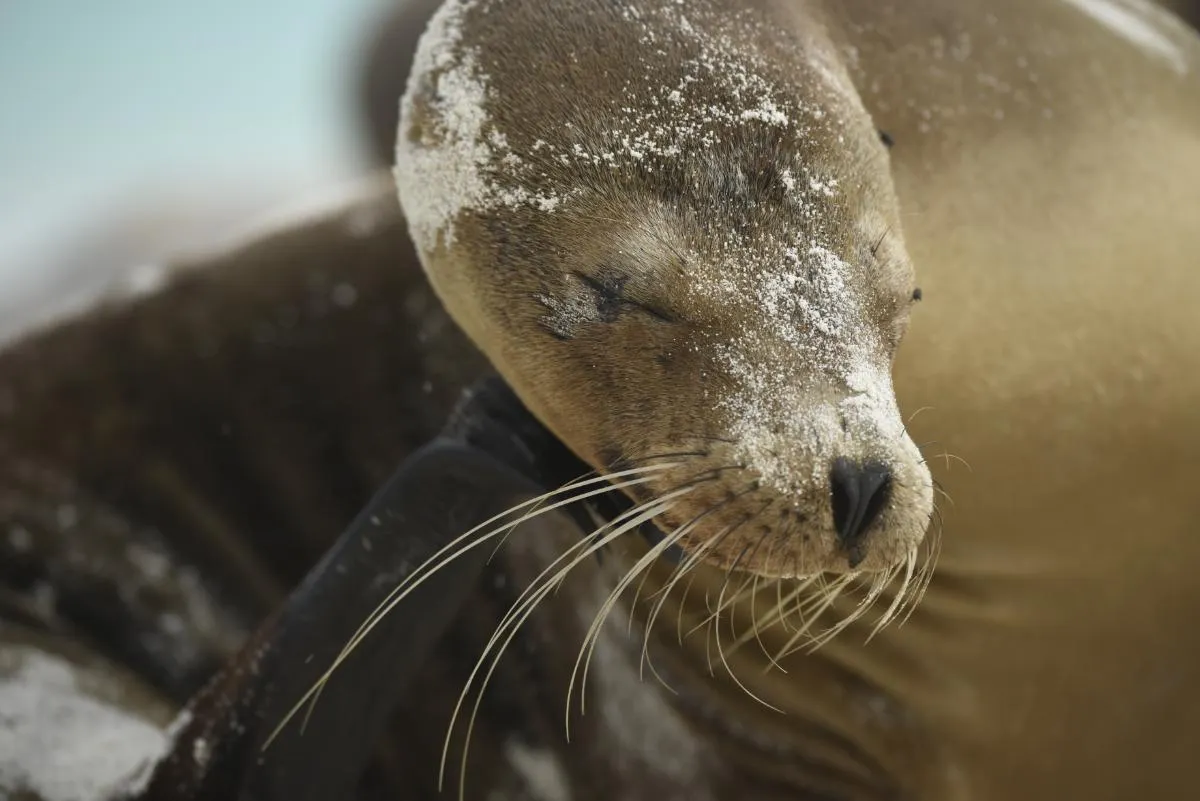 Galapagos Northern Route Six Days Aboard MC EcoGalaxy 