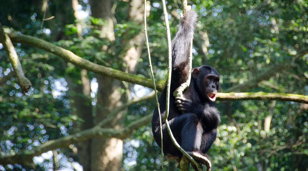 Nyungwe Forest National Park