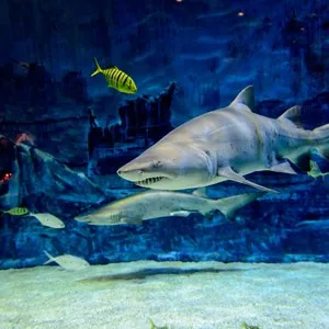 Beijing Aquarium
