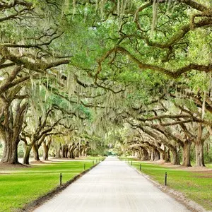 Boone Hall Plantation