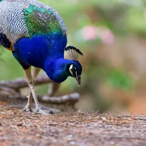 Botanical Park & Gardens of Crete
