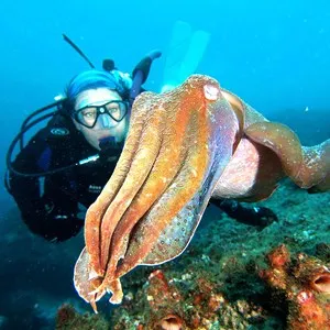 Jetty Dive Cuttlefish