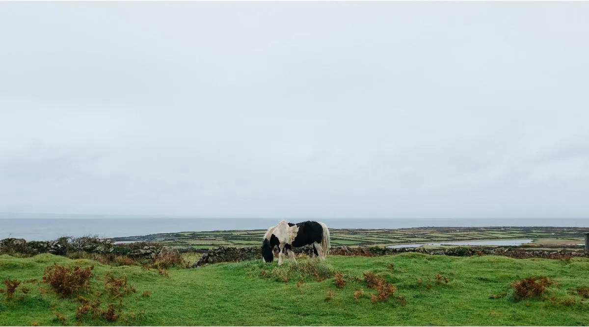 Galway City and the Aran Islands Escapade