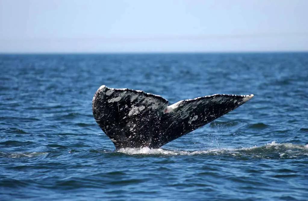 Puerto Madryn