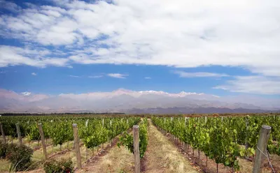 Gourmet Wine and Culinary Journey Through South America