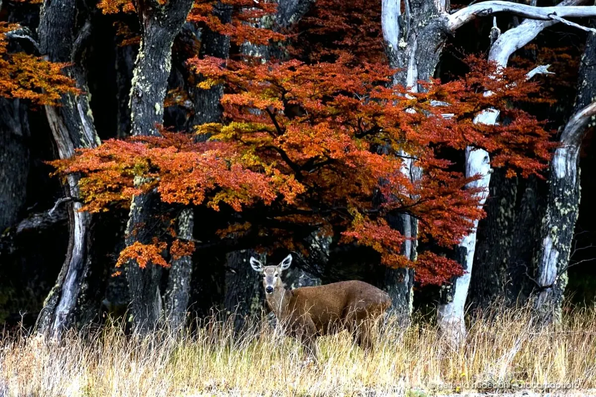Unforgettable Argentina Explorer