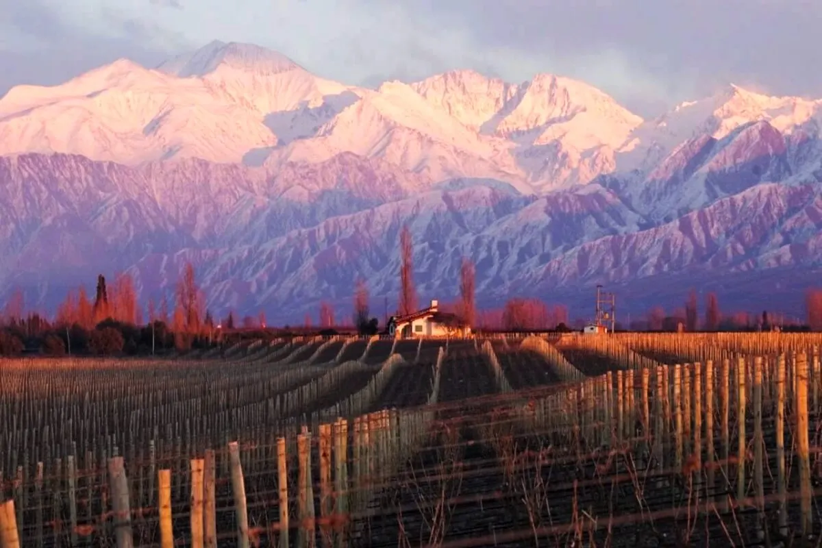 Andean Wine and Culinary Explorer