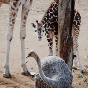 Auckland Zoo