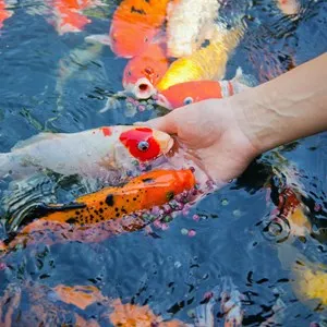 Aquascene Fish Feeding Sanctuary & Cafe