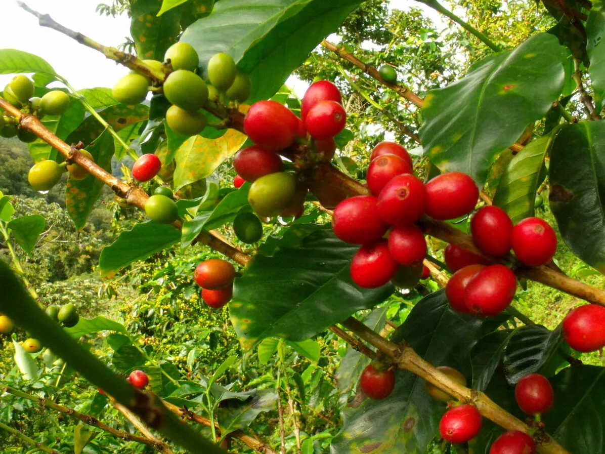 Colombia's Coffee Culture Private Journey