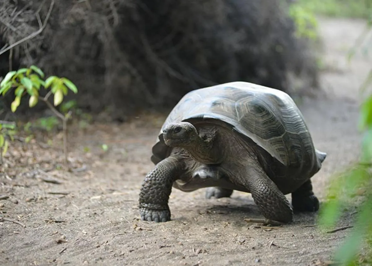 Galapagos Northern Route Cruise Aboard MC Alya 