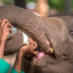 David Sheldrick Wildlife Trust