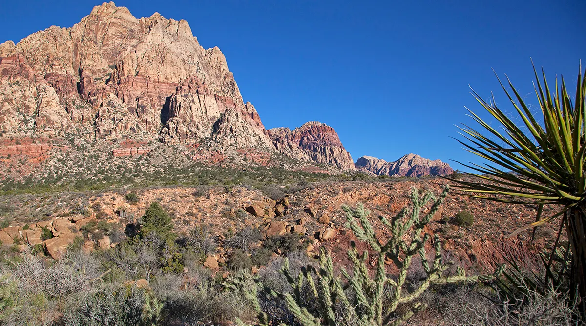 Coastal Palms to Desert Springs