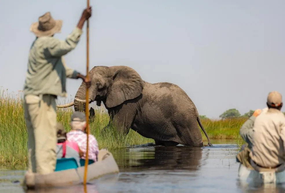 Maun