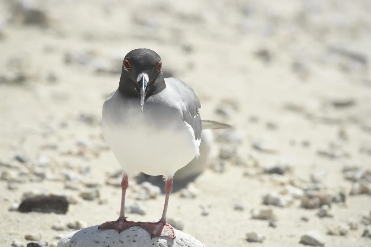 Galapagos Northern Route Cruise Aboard MC Alya 