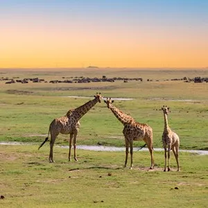 Chobe National Park (Botswana)