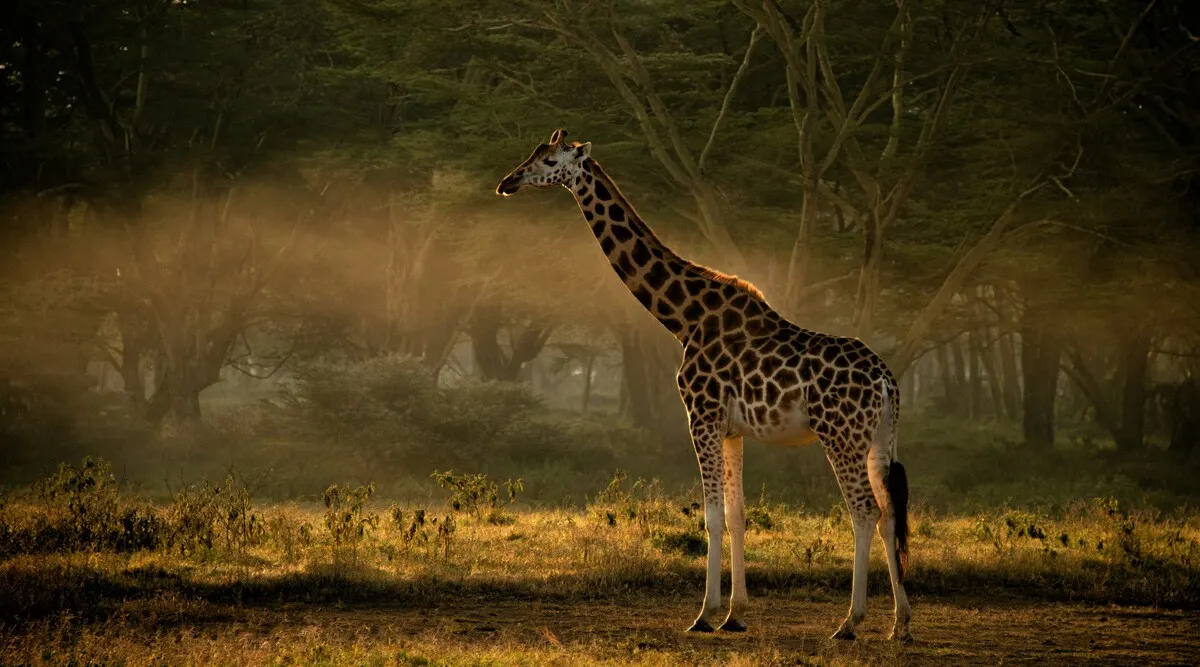 East Africa SkySafari