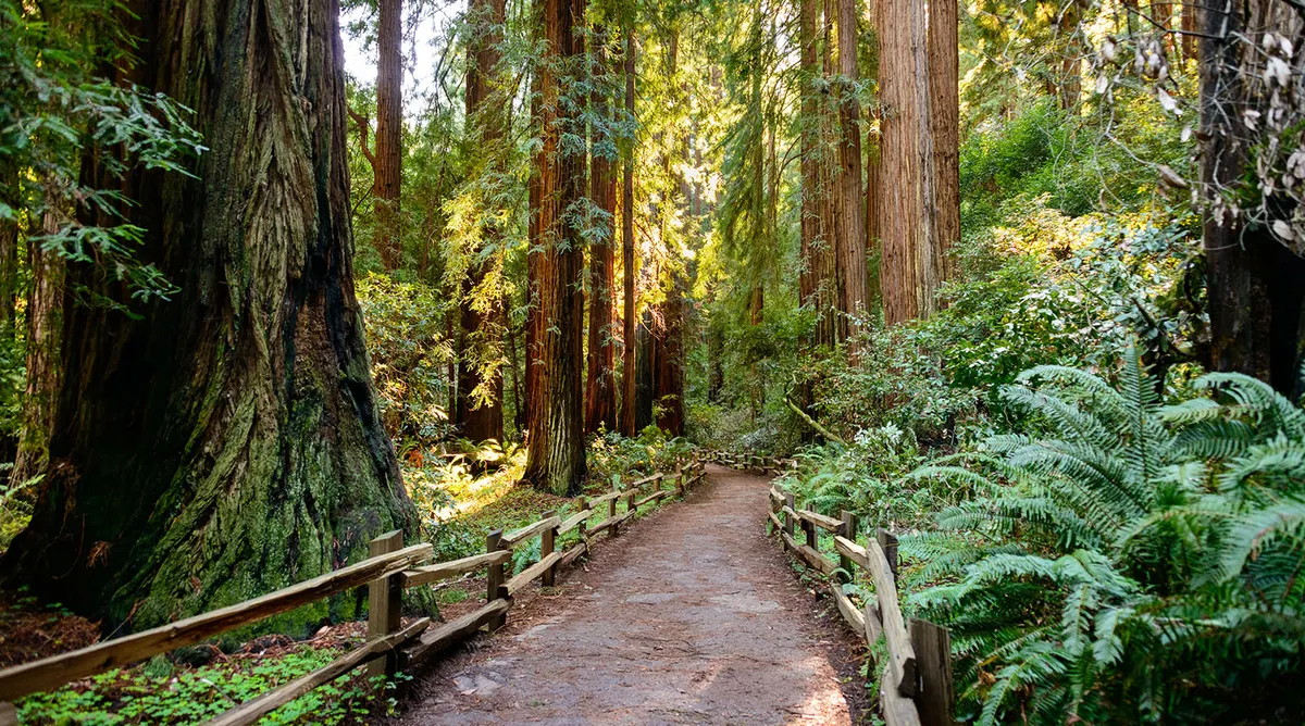 San Francisco And Yosemite Self Drive Explorer